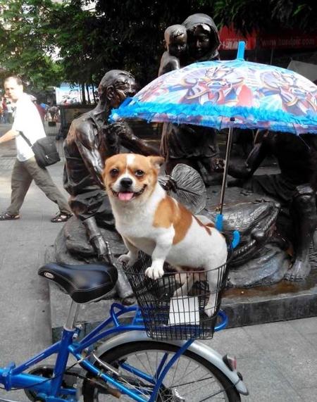 狗狗死了还要养吗(狗狗去世了还能再养下一只吗)