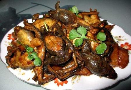 东北林蛙吃什么食物