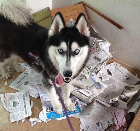 哈士奇为什么叫二哈(哈士奇为何叫二哈)