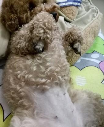 狗狗怀孕42天成型了吗(狗狗生产宫缩多久出羊水泡)