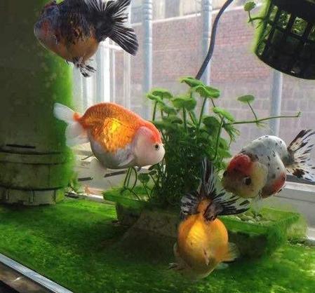 鱼缸中的绿藻对鱼有没有影响?(鱼缸绿藻不清除对鱼有害处吗)