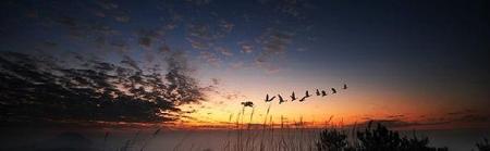 点绛唇 燕雁无心(孤雁译文及赏析)