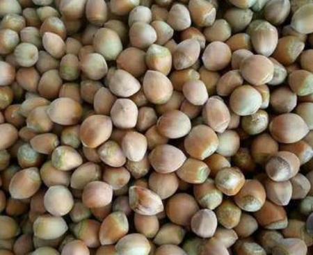 榛子的种植(榛子的栽培技术与管理)