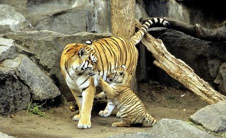 为什么动物见了老虎都害怕(动物没见过老虎为什么会害怕)