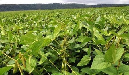 大豆症青是什么原因(大豆症青的原因有哪些?怎样防治?)