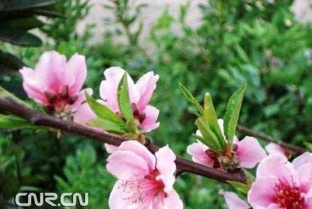 九九归一的下联