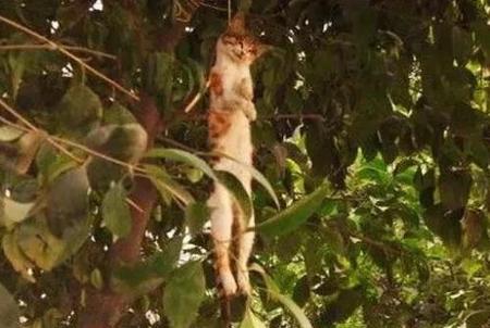 猫死了为什么要挂在树上(猫为什么死后挂在树上)