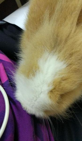 白色兔子眼睛为什么是红色的