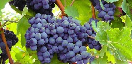 白藜芦醇是什么及功效和作用(白藜芦醇有什么作用)