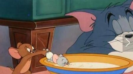 猫和老鼠的矛盾关系