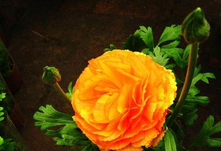 一棵芹叶牡丹能养几年