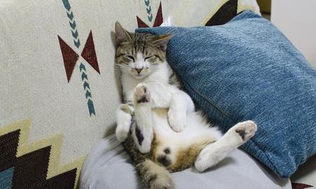 猫为什么半夜要爬到你床上来(猫睡觉的时候找主人)