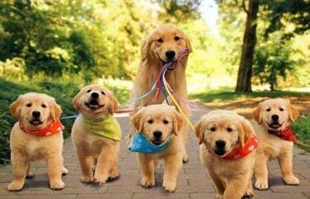 养一只金毛一年要多少钱(养狗必买物品)