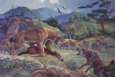 犬是猫科动物吗(狮子是犬科还是猫科动物)