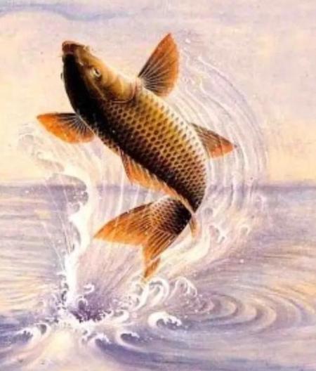 黄河两百斤鲤鱼(黄河200多斤的鲤鱼)