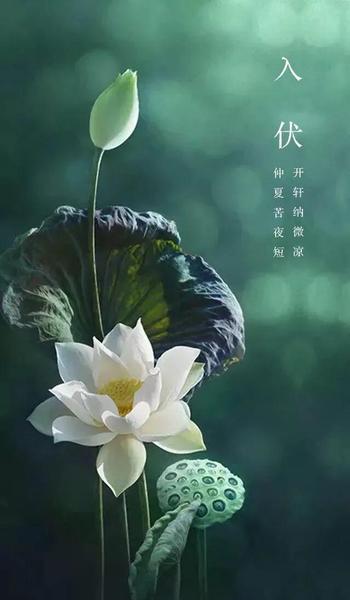 夏至是入伏的开始吗 三伏天怎么算