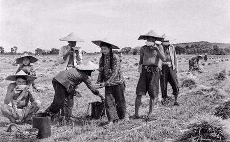 八十年代收麦子视频