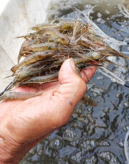 虾子死了几个小时还能吃吗