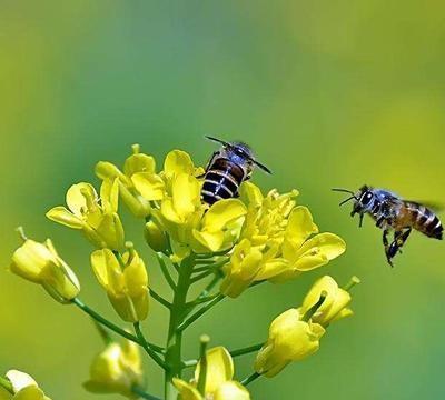 蜜蜂不采花是什么原因(蜜蜂为什么不出箱采花)