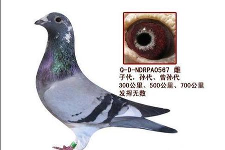 鸽子几代不算近亲繁殖(鸽子近亲繁殖有问题吗)