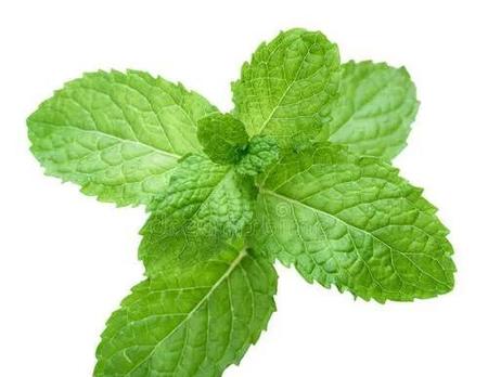 新鲜薄荷叶怎么吃有哪些功效(新鲜薄荷叶的食用方法)