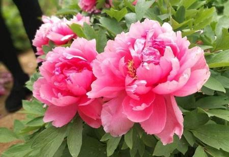 菏泽牡丹与洛阳牡丹哪个更有名?(菏泽牡丹和洛阳牡丹哪个出名)