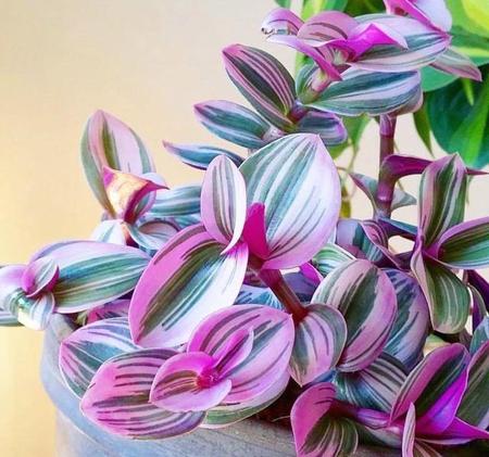 婚礼油画吊兰的养殖方法和注意事项(平凡的工作岗位)