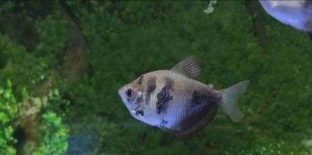 彩裙鱼耐低温吗(热带鱼水温28度可以吗)