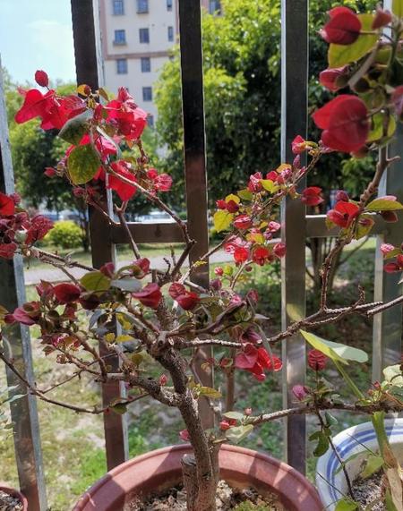 勤开花的三角梅品种