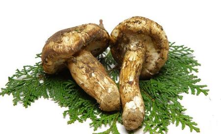 松茸怎么吃比较好吃(新鲜松茸怎么吃好吃啊怎么做呀)