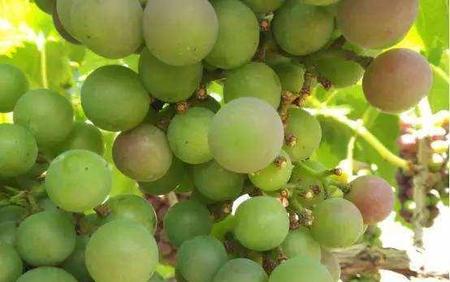 葡萄溃疡病的防治以及图片(葡萄溃疡病用什么药治疗最好)