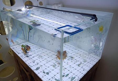 自来水可以直接加入鱼缸吗(鱼缸直接加自来水怎么处理)