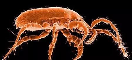 螨虫是什么样子的照片(挤出来的螨虫图片是什么样的)