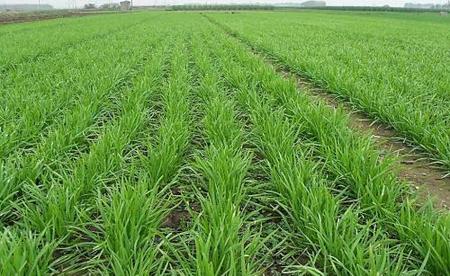 韭菜熟了还算发物吗(熟韭菜是发物吗)