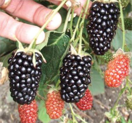 含有花青素的植物(含有花青素的植物有哪些)