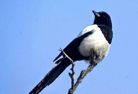 喜鹊是益鸟吗为什么(喜鹊为什么是大家公认的益鸟)