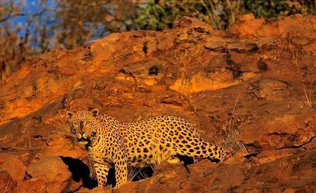 老虎也会像猫一样咕噜(老虎会不会像猫一样打呼噜)