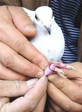 古代有飞鸽传书吗