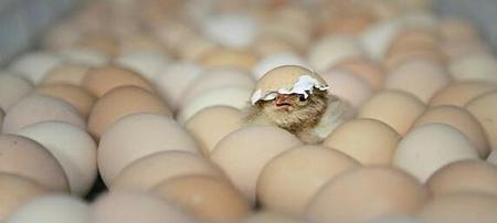 怎么区分受精鸡蛋和不受精鸡蛋(如何区分鸡蛋是否受精)