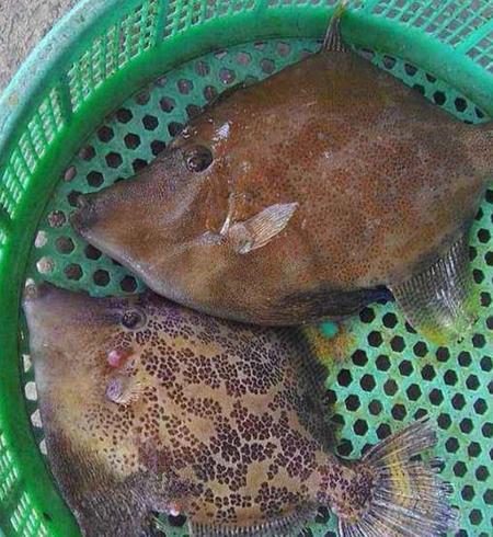 剥皮牛的做法大全(剥皮怎么剥的)