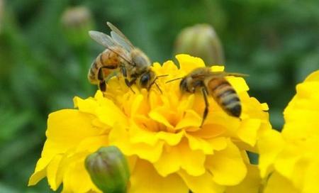 蜜蜂是怎样产生蜂蜜的(蜜蜂是怎样把蜂蜜生产出来的?)