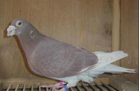 鸽子的寿命有多长时间(鸽子的寿命有多长)
