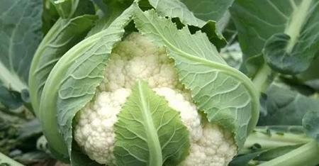 十字花科蔬菜的好处(十字花科蔬菜有哪些功效)