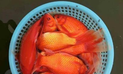 草金鱼尾巴烂了怎么办