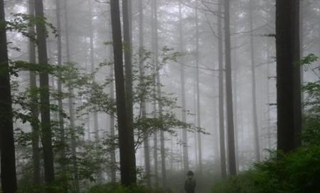 雾天如何摄影(雾天怎样拍摄影技法)