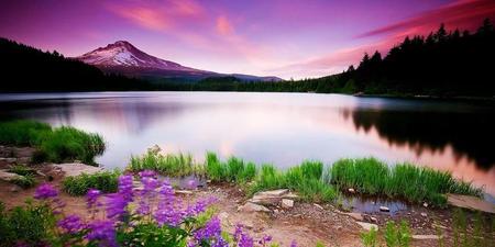 扮猪吃老虎什么意思啊代表什么生肖(扮猪吃老虎代表什么生肖)