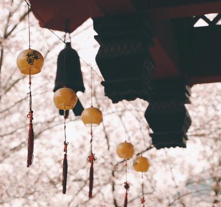 樱花有几种颜色(樱花有哪几种颜色)