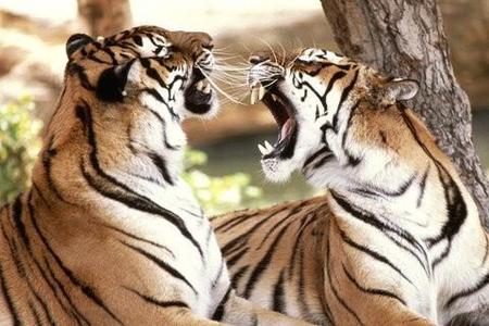 老虎pk鬣狗被咬死(鬣狗对狮子)