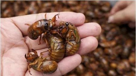 蝉喜欢在什么树上产卵(昆虫记蝉喜欢把卵产在哪里)