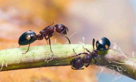 家里有许多小蚂蚁要怎么才能消除(家里有臭蚂蚁怎么引起的)